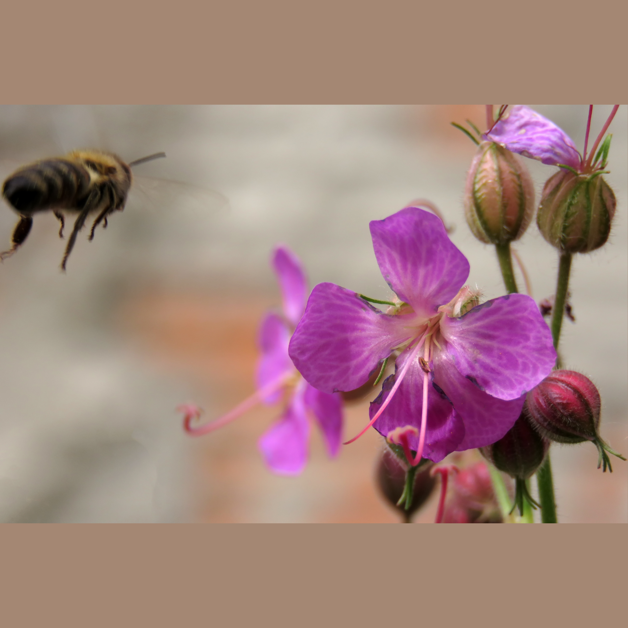 A closeup photo of a bee flying towards a pink flower.