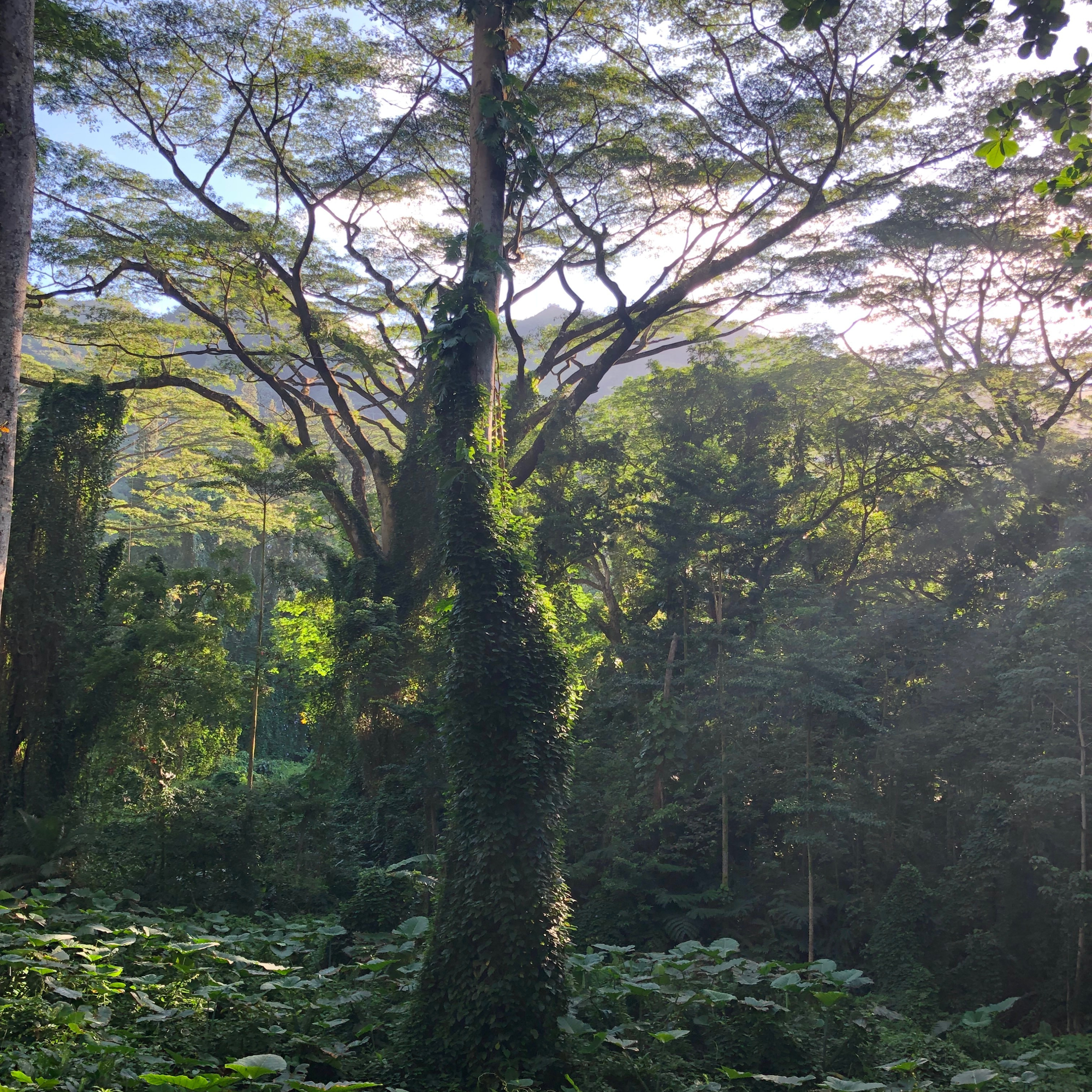 A photo of trees in Manoa Valley in Oahu, Hawaii.