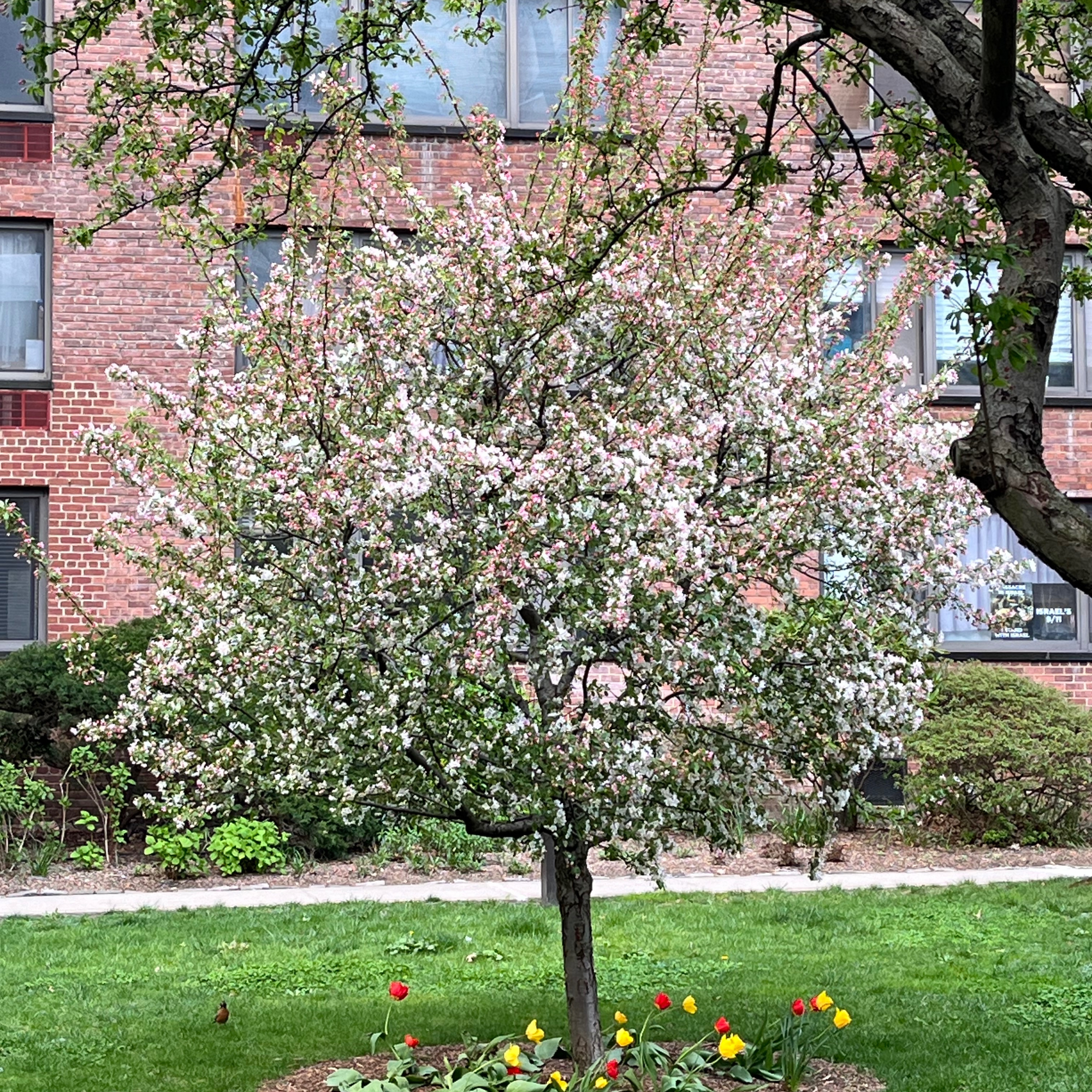 A photo of a small crabapple tree in front of a NYC apartment building.