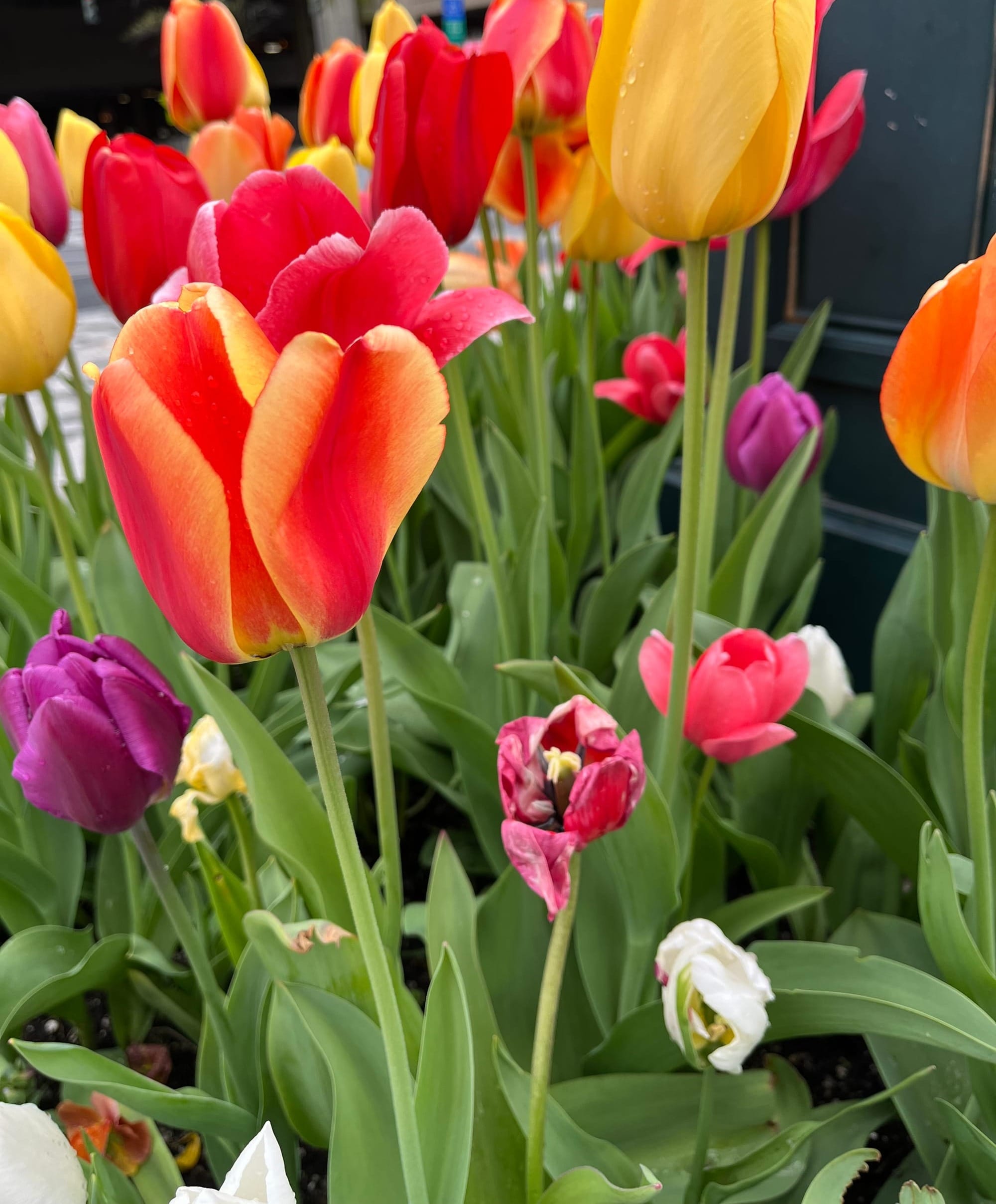 closeup photo of colorful tulips (pink, yellow, orange and purple)