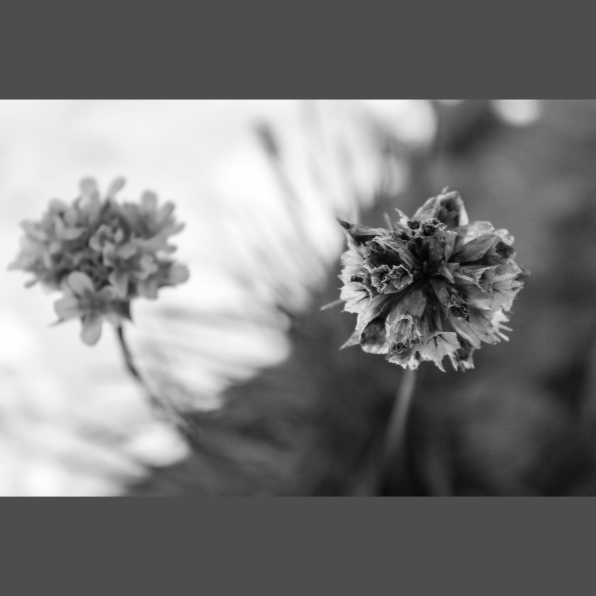 black and white photo of two flowers representing yin and yang