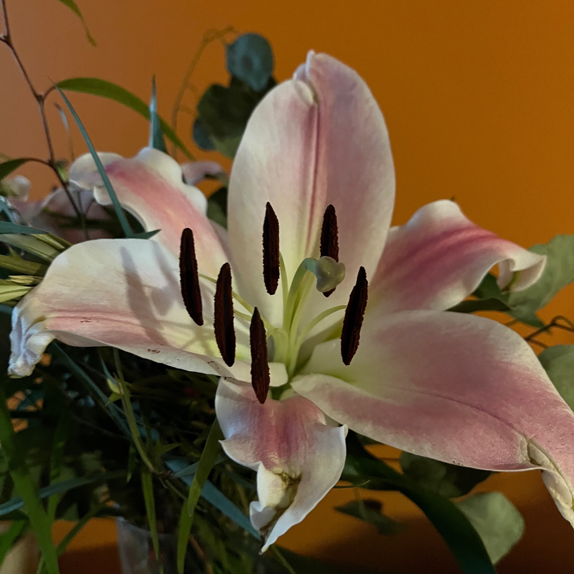 a photo of a single large lily in bloom