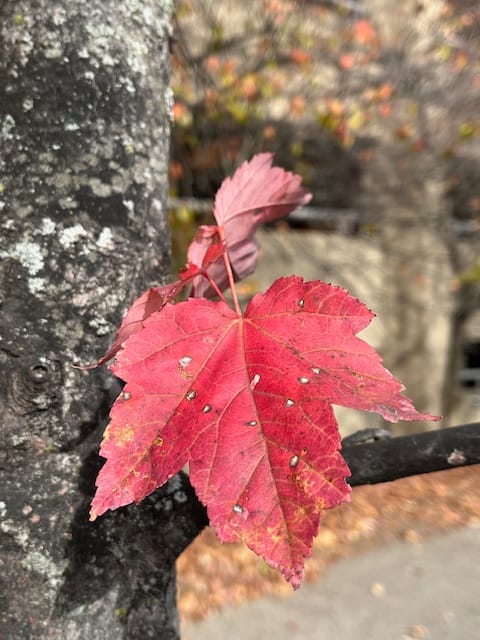 vivid red maple leaf with small holes throughout