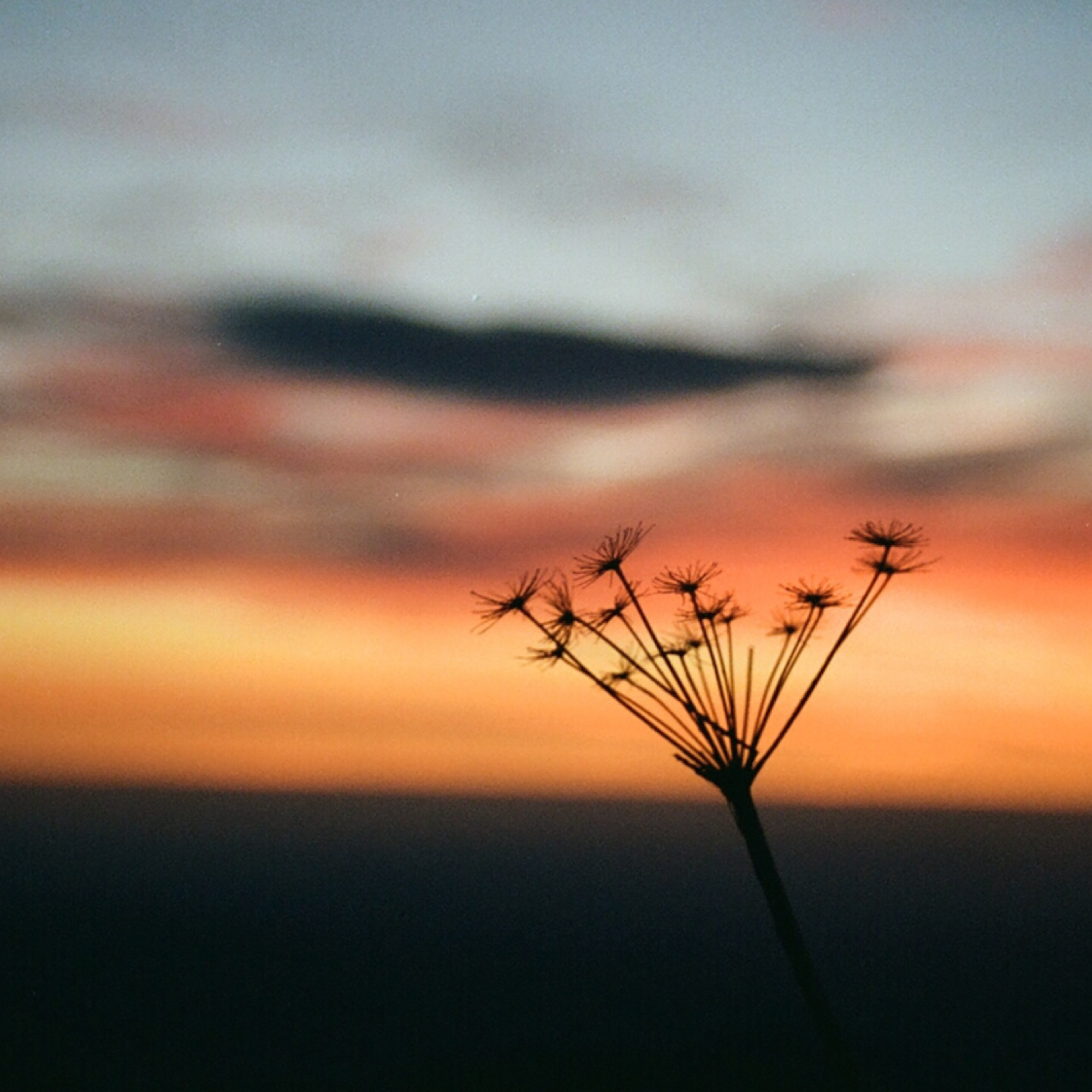 photo of a lone wildflower against a sunrise