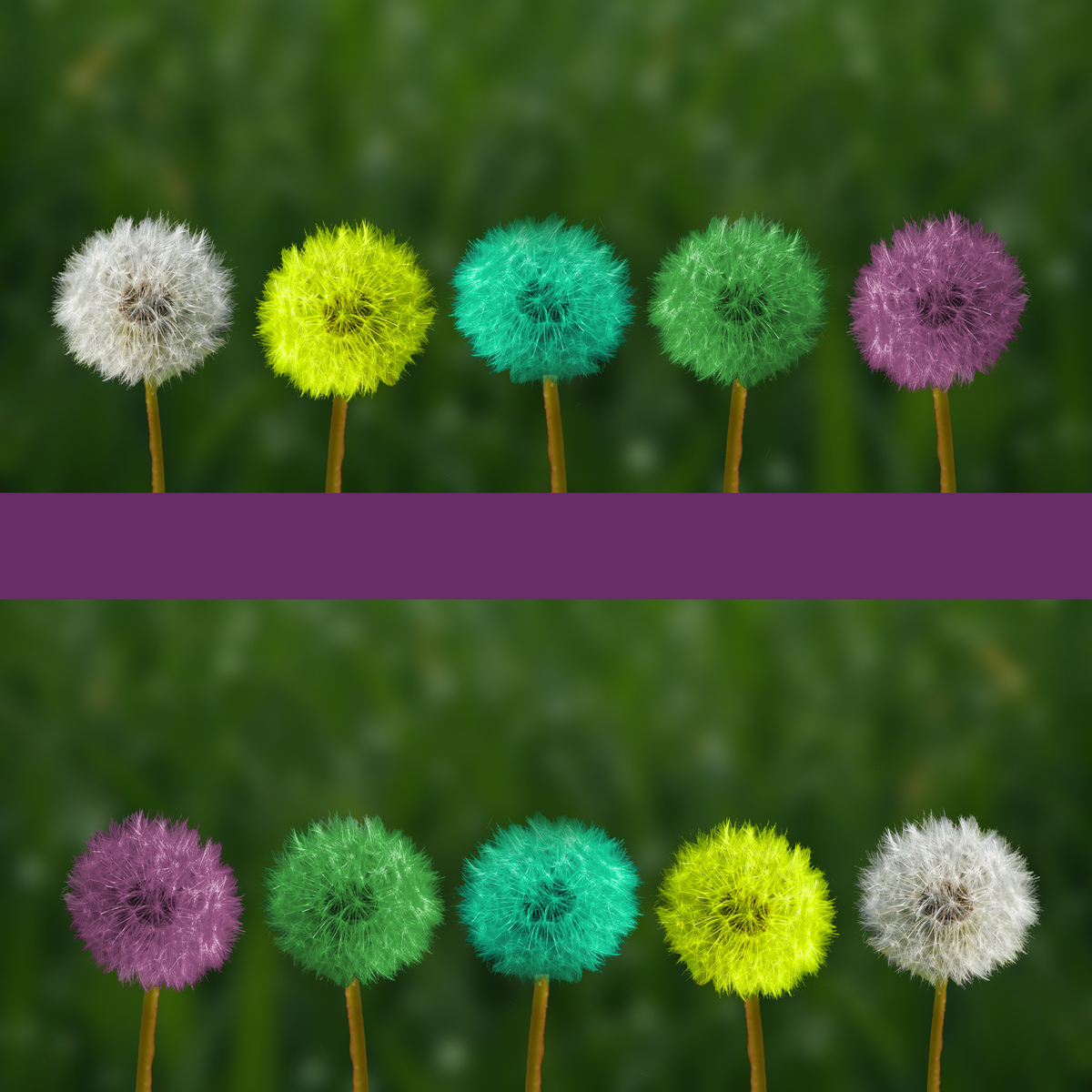 Photo of a series of colorful dandelion puffs. 