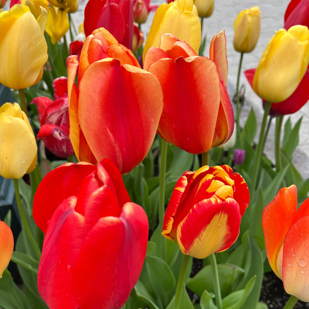 close up hoto of multi-color tulips (orange, red and yellow)