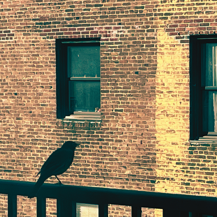 The silhouette of a robin perched on a balcony with a background of brick buildings.