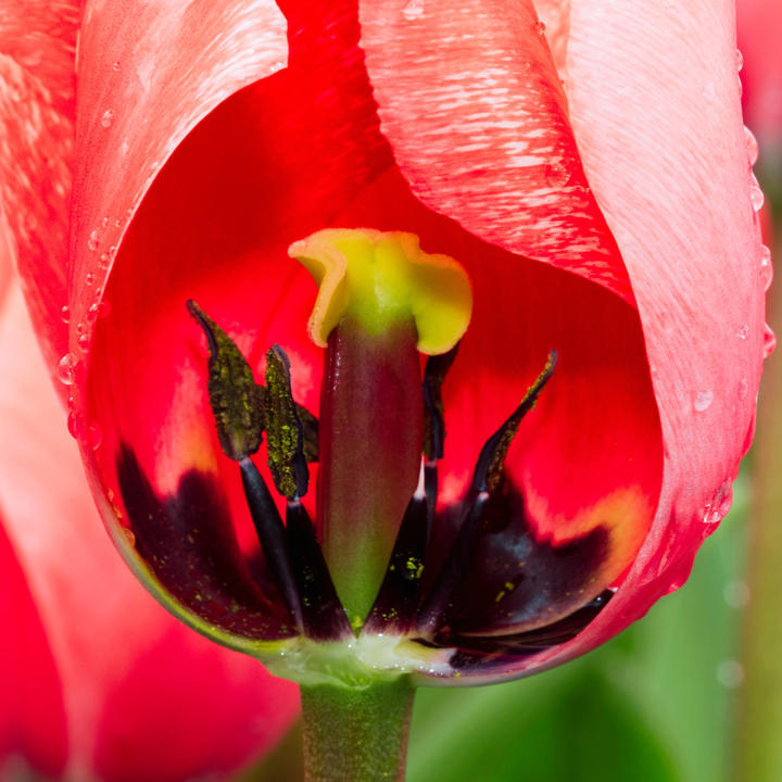 closeup photo of a pink tulip missing one petal to reveals its internal structure.