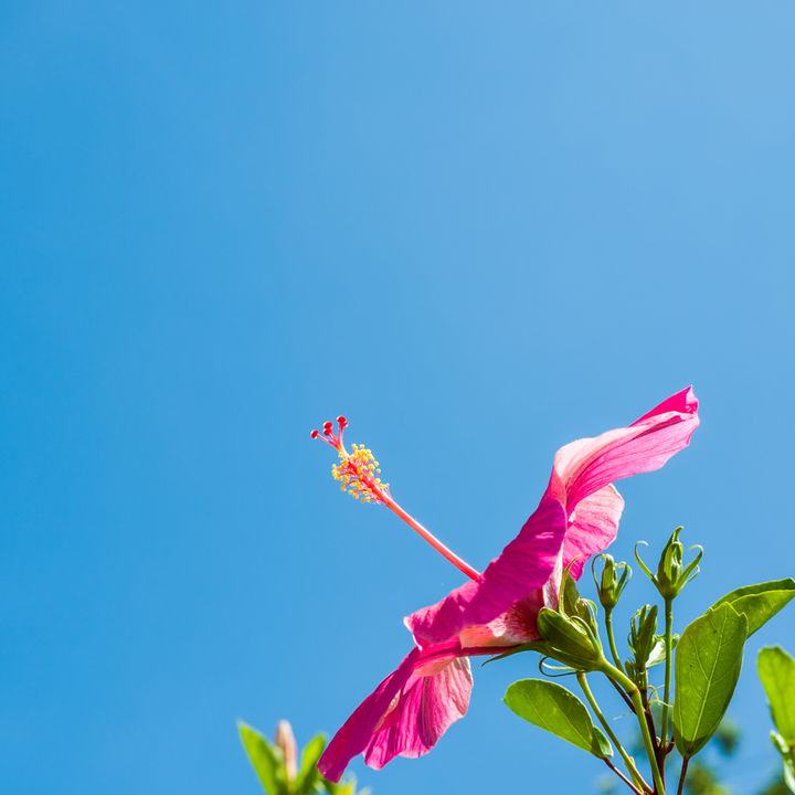 Photo of a vivid pink hibiscus flower against a blue sky.