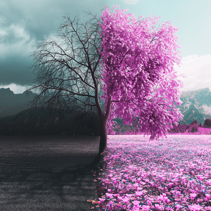 photo of a tree in twwith the left side in winter with the bare tree limbs and the right side in summer with flowering limbs