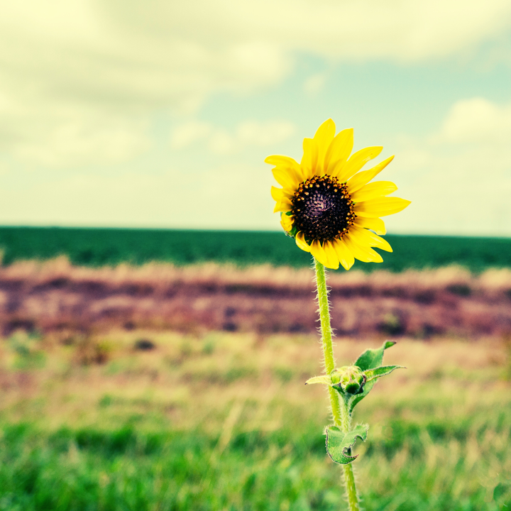 A single daisy blowing in a strong wind.