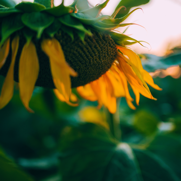 close up photo of a wilting sunflower